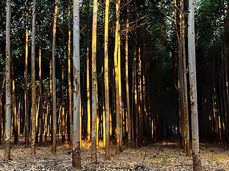 En 2020 se pagaron más de $287 millones en planes forestales