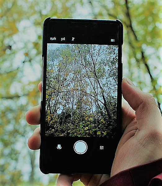 La inteligencia artificial abre múltiples posibilidades en la gestión sostenible de bosques
