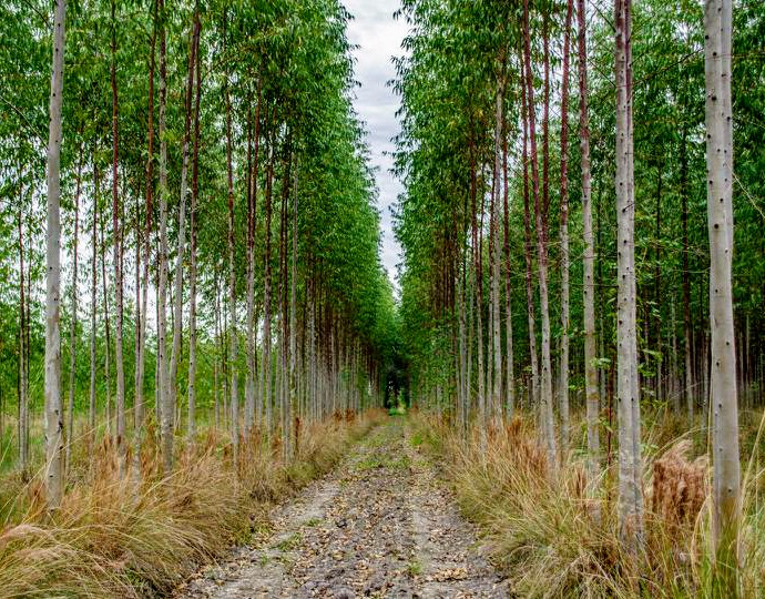 UNITÁN es la primera empresa en el país en certificar bonos de carbono