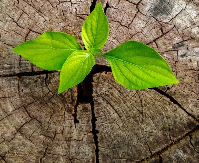La innovación es decisiva para el aprovechamiento sostenible de los bosques