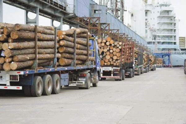 Exportaciones brasileñas de productos forestales retoman el crecimiento