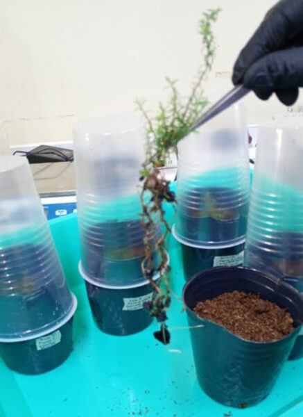Ciefap investigadoras clonan alerces