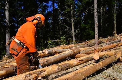 Trabajador forestal