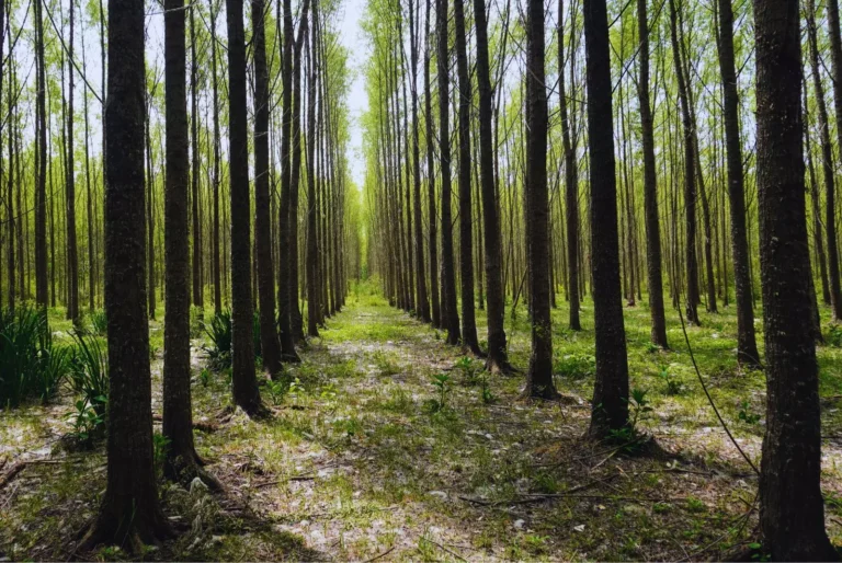 Plantación de sauce clonado en el Delta del Paraná.